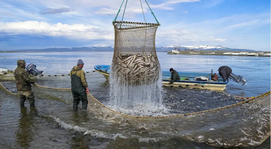 Ловля тихоокеанской сельди